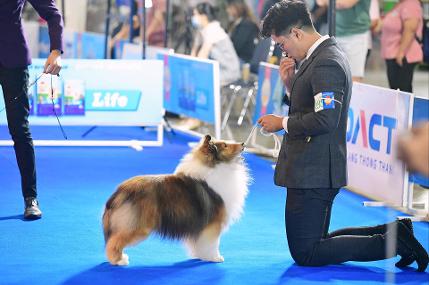 Shetland sheepdog shows store 2018